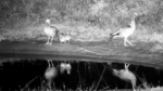 Geese-babies