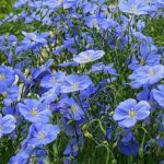 blue-flowers