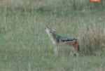 4.8.26jackalhowl