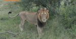 4.8.26lion