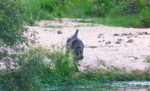 Baboon