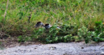 baby-geese