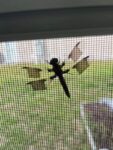 bug