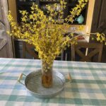 forsythia