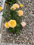 rose2