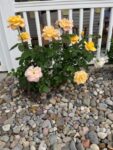 roses