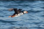 Puffin-a