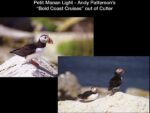 Puffins