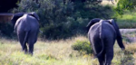 elephant-bookends
