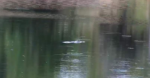 swimming-croc