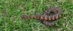 snake-in-grass