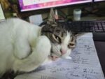 catwrite