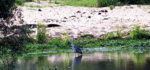 heron-and-croc