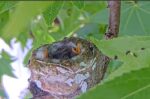 4-21-Aprils-Chicks