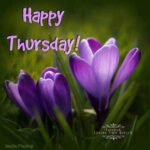 Th_Happy_3_Purple-Crocus