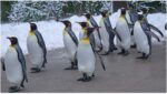 World-Penguin-Day