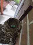 robin3