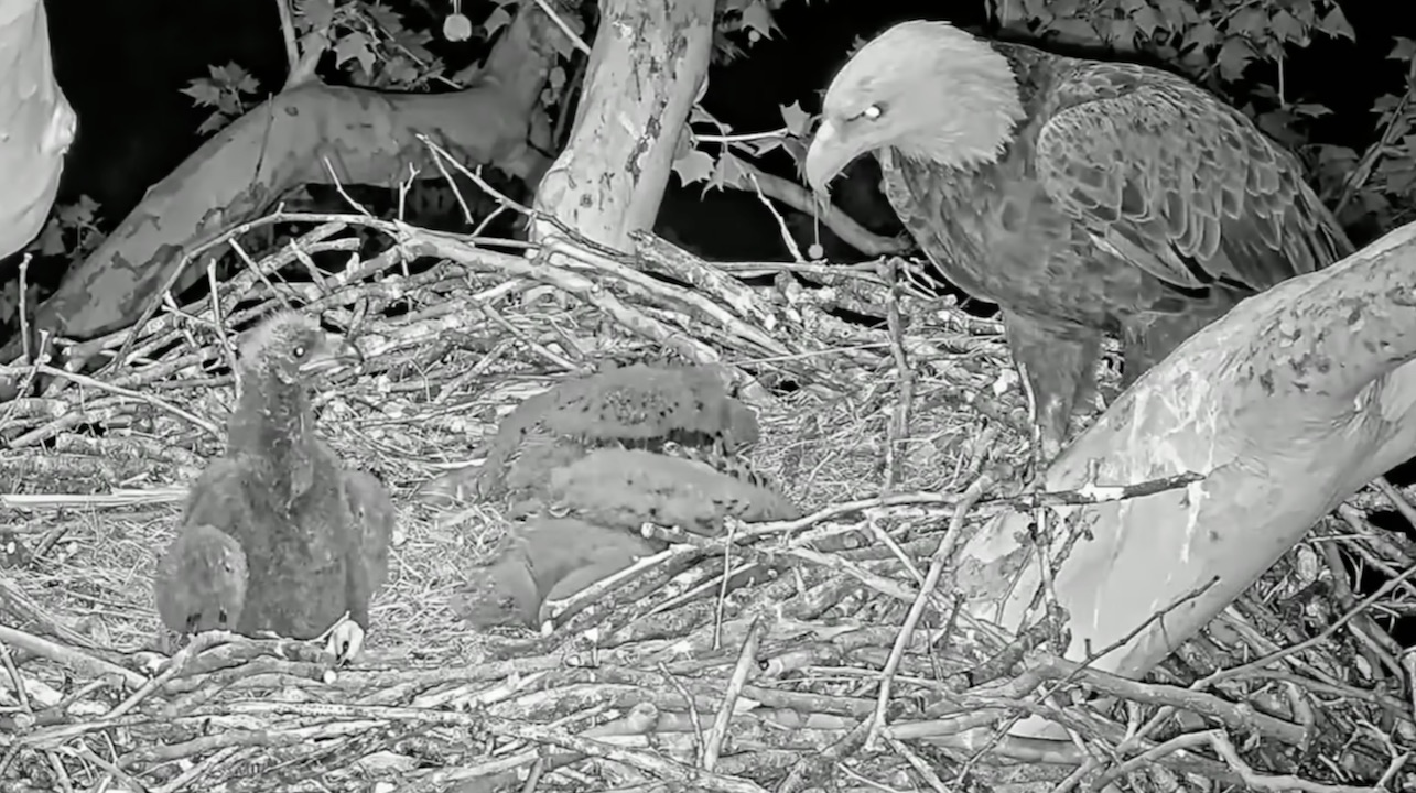 Stella Returns at 3AM to Find Her Missing Eaglet Back Home