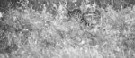 genet-1