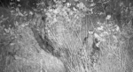 Genet