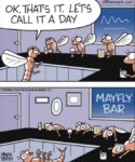 Off-the-Mark-mayfly