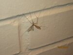 2020-Crane-fly