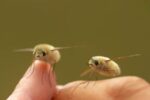 bee-fly