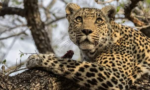 Karula