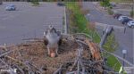 5-4-26-NG2-AND-FIRST-EGG