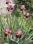irises