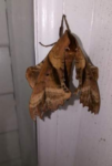 Sphinx-moth