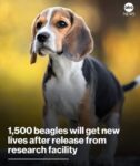 Beagles