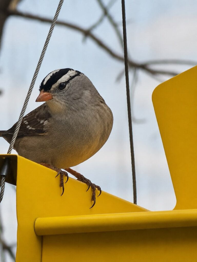White-crowned Sparrow perched on a yellow backyard bird feeder during migration