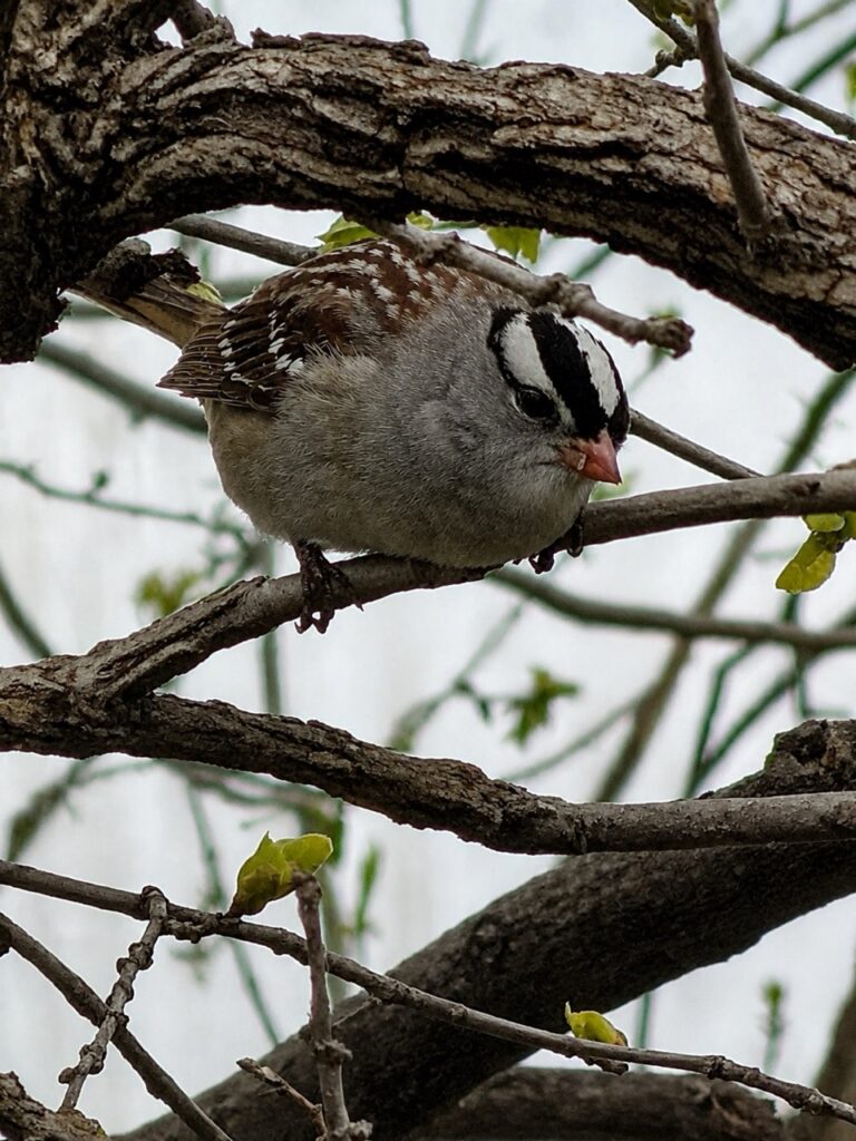 White-crowned Sparrow perched among tree branches with black-and-white head stripes visible