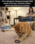 cat-toy