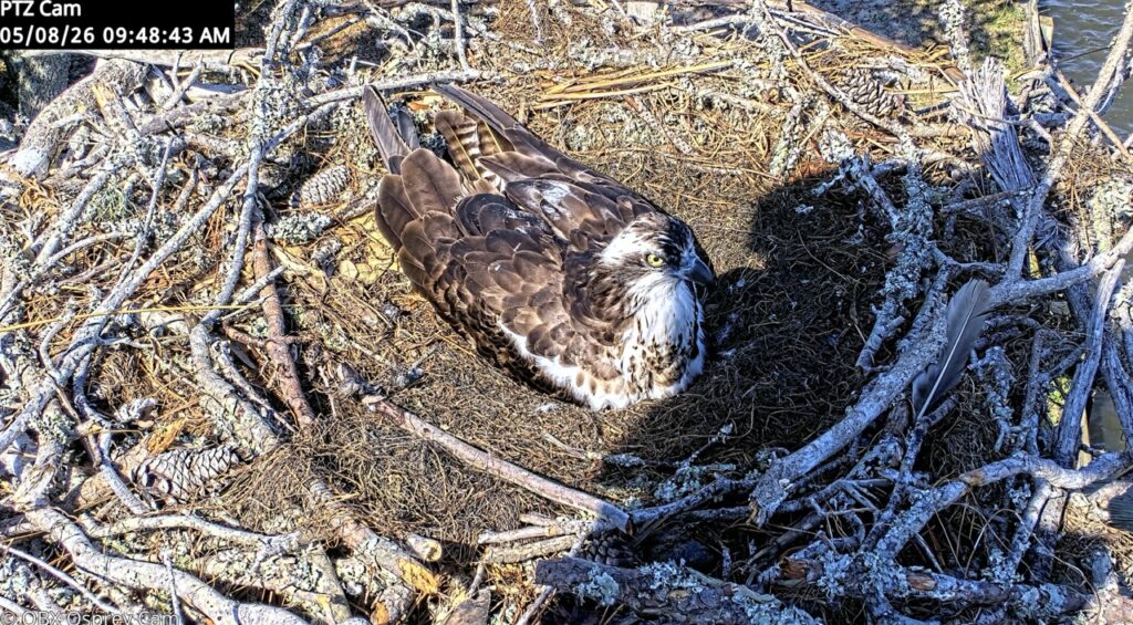 Osprey sitting in the OBX Osprey Cam nest beside a brackish canal