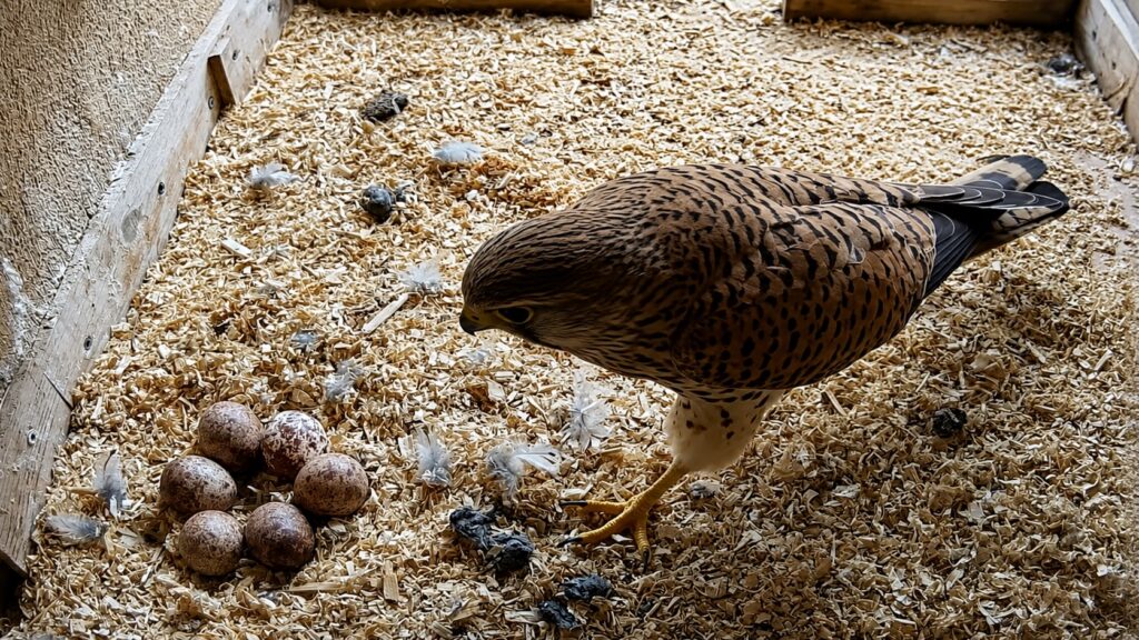 Common kestrel standing beside six speckled eggs in a nest box in Entre-deux-Eaux, France