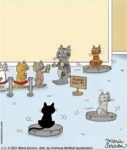 cat-roomba