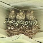 finches