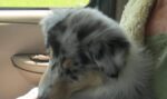 danny-side-profile-8-weeks-old