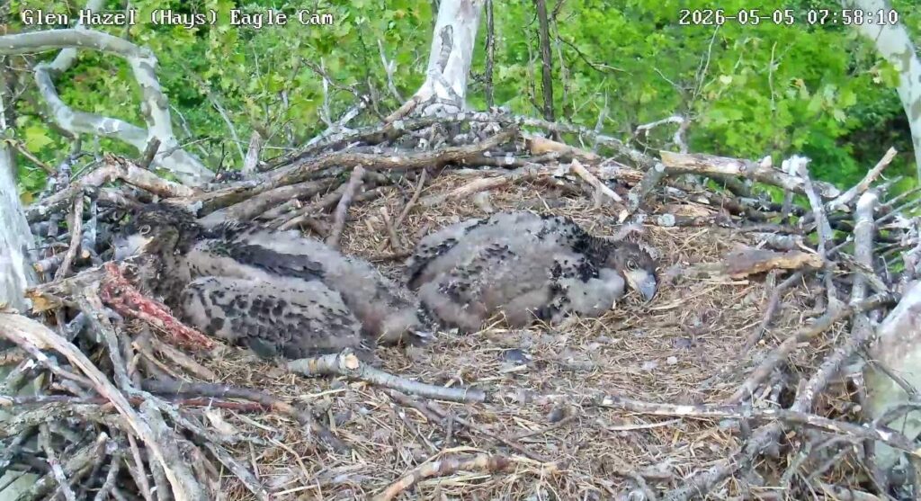 GH3 and GH4 resting side by side in the Glen Hazel bald eagle nest in Pennsylvania.