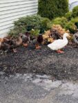 ducks