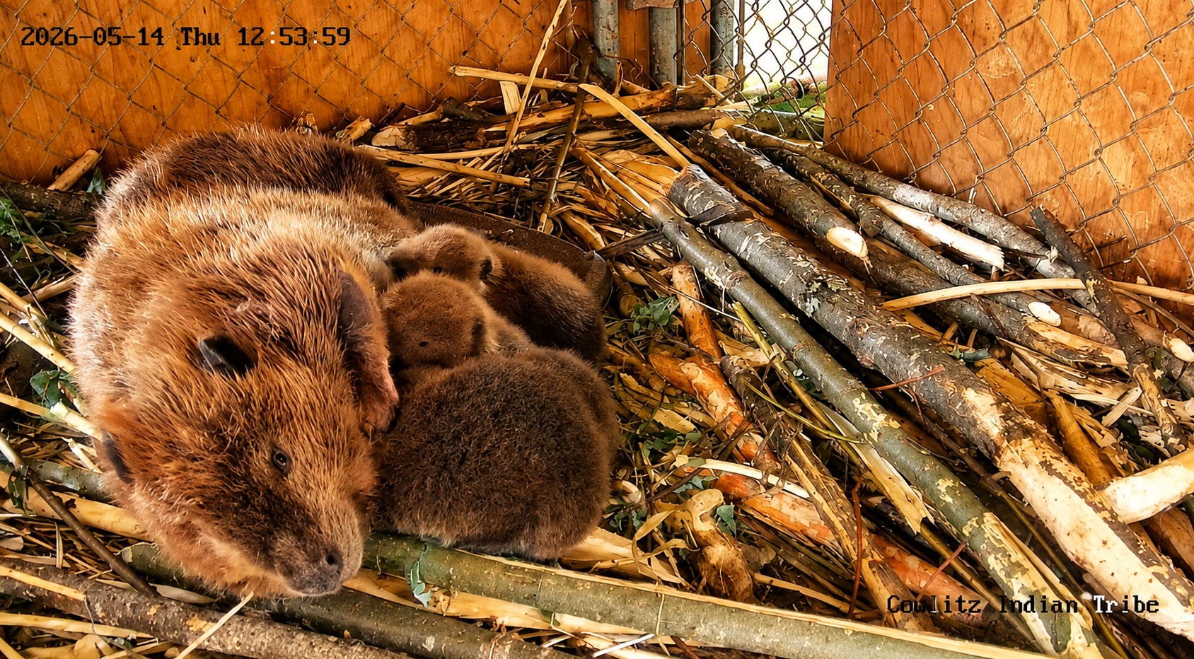 Rare Moment: Mother Beaver Feeds Her 4 Kits on Cowlitz Tribe 