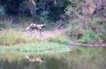 Wild-Dog