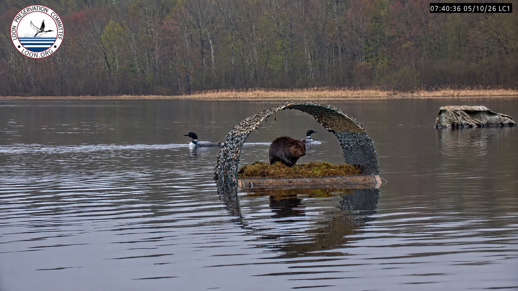 A Beaver Took Over the Loon Nest, and the Loons Had to Wait Out His Spa Day