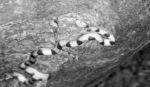 snake-1