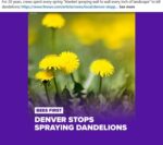 Dandelions