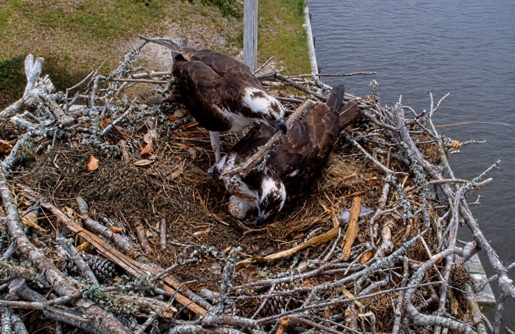 Frederick moves a stick beside Betsy and their speckled egg at the OBX Osprey nest in North Carolina.