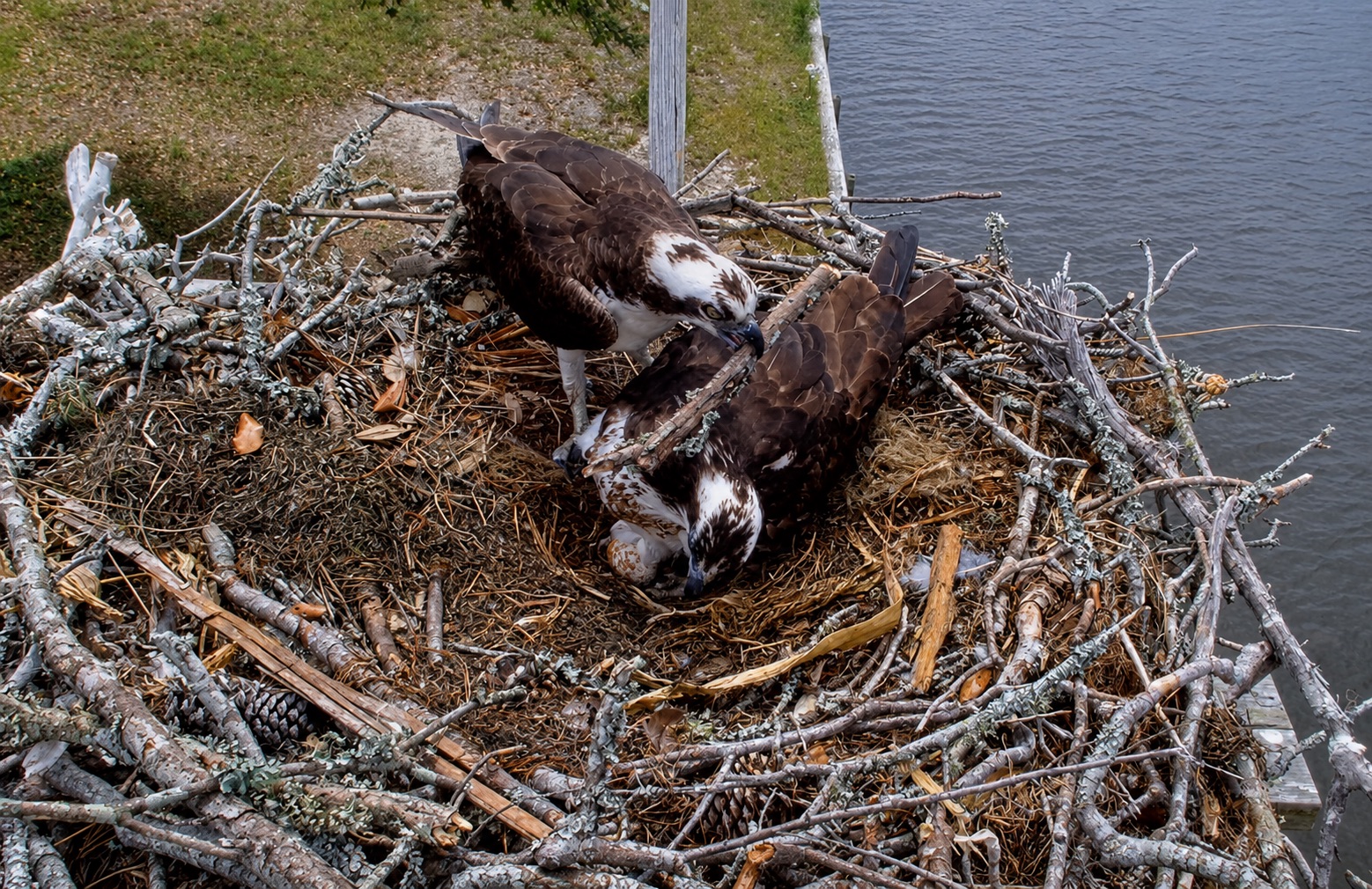 Frederick moves a stick beside Betsy and their speckled egg at the OBX Osprey nest in North Carolina.