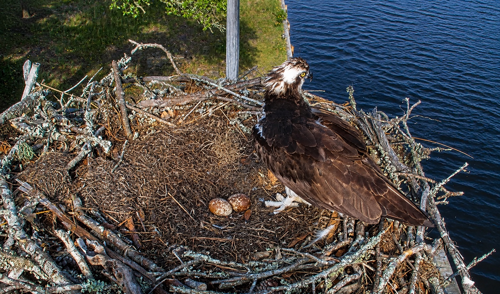 Betsy stands beside two speckled OBX Osprey eggs in the nest bowl during hatch watch in North Carolina.